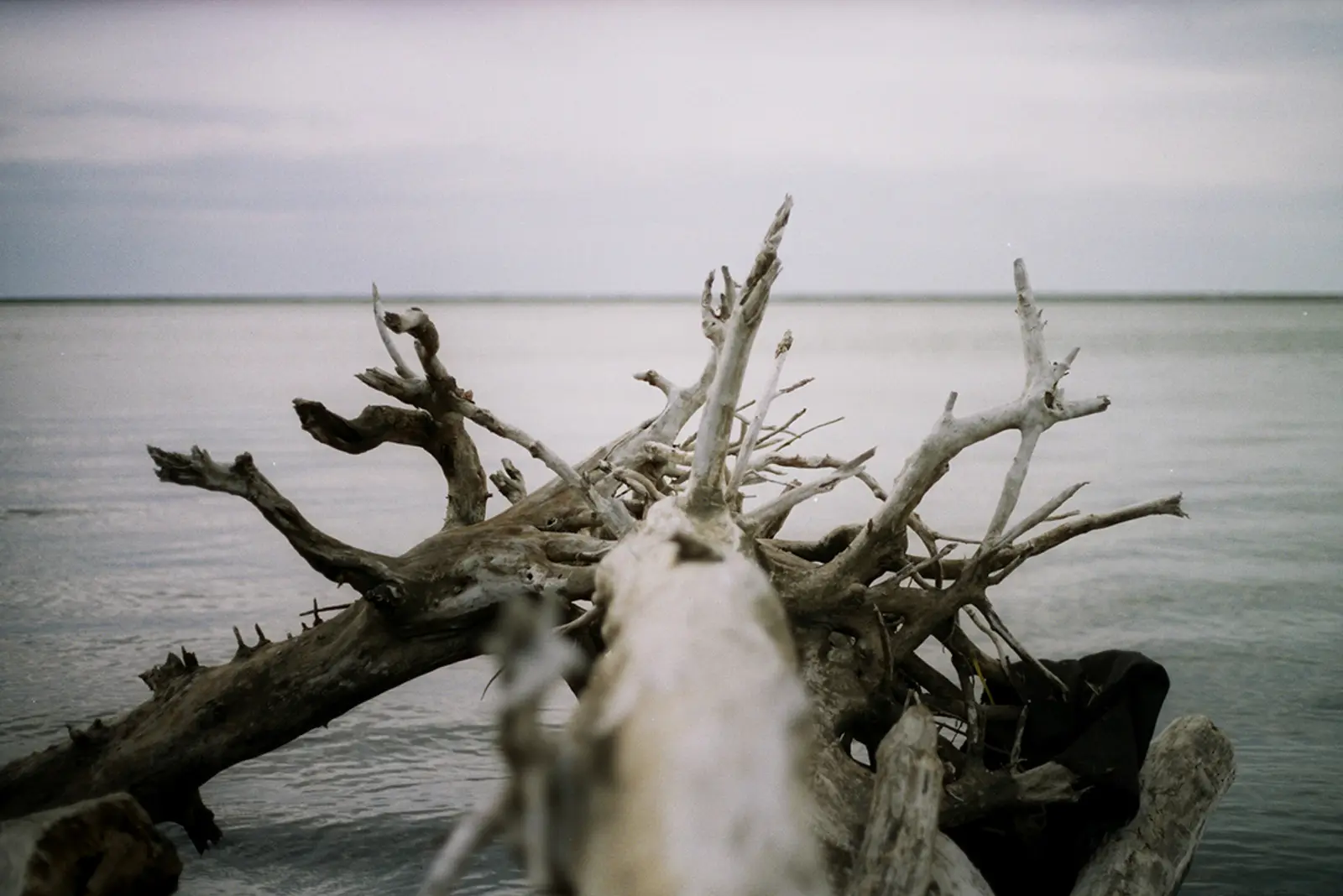 35mm film photo of drift wood in Lake Erie at Edgewater Park in Cleveland